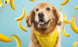 Radosny golden retriever w żółtej bandanie otoczony przez latające banany. Czyżby to był banan dla psa?