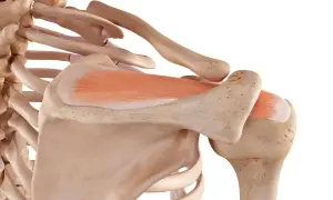 Dettaglio anatomico della spalla con ossa e muscoli. Un tendine lesionato può guarire, grazie alla resilienza del corpo umano.