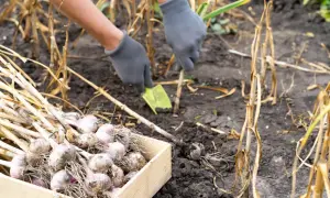Ręce w rękawiczkach wykopują czosnek. Obok skrzynka pełna świeżo zebranych główek. Tak zaczyna się prawidłowe przechowywanie czosnku.