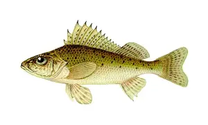 Oto rapa ryba, z zielonkawym grzbietem i ciemnymi plamkami, gotowa do pływania w czystej wodzie.
