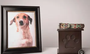 Ramka ze zdjęciem psa i urna z obrożą.
