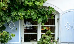 Wieloletnie pnącza na balkon: Stwórz zieloną oazę w bloku!