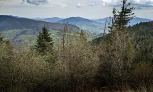 Widok na Beskid Wyspowy z gęstym lasem i doliną w tle.