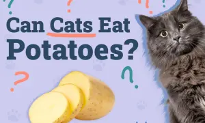 A fluffy gray cat looks curiously at sliced potatoes, with the question "Can cats eat potatoes?" prominently displayed.