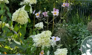 Rispenhortensie im Garten, ein schöner Standort für diese blühenden Schönheiten. Zarte rosa Blüten und cremige Rispen harmonieren im Sonnenlicht.