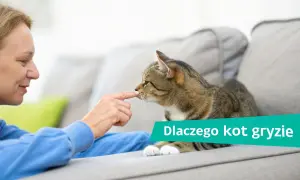 Kobieta delikatnie dotyka nosa kota, który leży na kanapie. Dowiadujemy się, dlaczego kot gryzie.