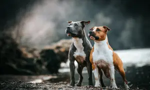 Dwa amstaffy stoją na kamienistym brzegu. Czy amstaff jest groźny? Te psy wyglądają na czujne, ale nie agresywne.