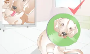 Perro con collar isabelino, recuperándose. La castración trae beneficios para su salud y comportamiento.