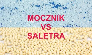 Mocznik czy saletra? Wybierz mądrze i unikaj błędów na trawniku!