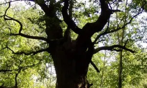 Eine dicke Marie, ein alter Baum mit knorrigen Ästen, ragt in den sonnendurchfluteten Wald.