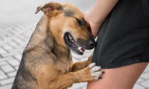 Perro marrón y negro apoyado en la pierna de una persona. ¿Cómo saber si mi perro es sordo? Observa su reacción a los sonidos.