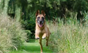 Szczęśliwy pies rasy malinois biegnie przez łąkę. Może właśnie ucieka od właściciela, bo czeka go kąpiel?