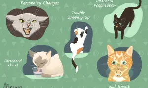 Illustration showing sick cat body language: personality changes, trouble jumping, increased thirst, increased vocalization, and bad breath.