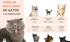 Gatos de diferentes razas y expresiones, explicando porque maullan los gatos. Se muestran maullidos agudos, cortos, fuertes, suaves y gritados, con sus significados.