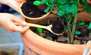Händer sprider kaffesump ur en skål med en träsked runt en planta i en terrakottakruka. Kaffesump mot sniglar är ett naturligt sätt att skydda växter.