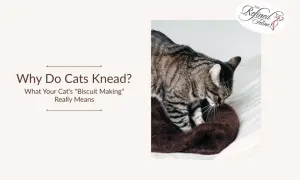 A tabby cat kneads a soft brown blanket, a behavior that explains why does my cat knead me.