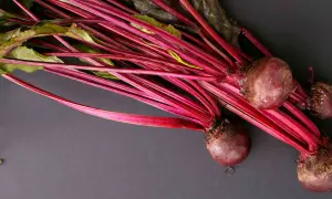 Rote Bete mit grünen Blättern und roten Stielen. Eine Frage, die sich viele Hundehalter stellen: Darf ein Hund rote Beete essen? Ja, in Maßen.