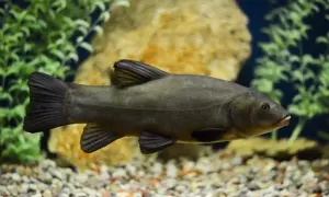Schleie im Aquarium, bereit zum Laichen im Frühsommer.