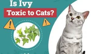 Is ivy toxic to cats? A curious cat looks at a sprig of ivy, with warning signs.
