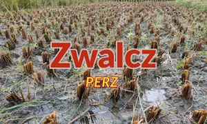 Pole ryżowe po żniwach, z widocznymi ścinanymi łodygami i kałużami. Napis "Zwalcz PERZ" sugeruje walkę z chwastami.