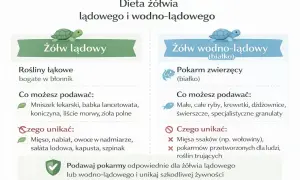 Co jedzą żółwie? Lądowe chętnie spożywają rośliny łąkowe, np. mniszek. Wodne wolą pokarm zwierzęcy, jak ryby czy krewetki.