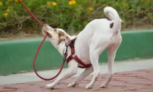 Un perro blanco con manchas marrones muerde la correa roja. Pasear con mi perro es un infierno, ¡parece que quiere jugar a la cuerda!