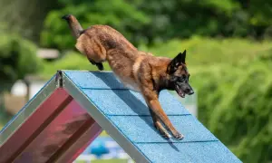 Ein agiler Malinois Australian Shepherd Mix springt über eine blaue Rampe bei einem Agility-Wettbewerb.
