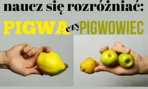 Naucz się rozróżniać: pigwa (duża, gruszkowata) czy pigwowiec (małe, okrągłe owoce).