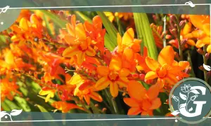 Leuchtend orangefarbene Montbretien, winterhart und voller Leben, blühen im Sonnenlicht.