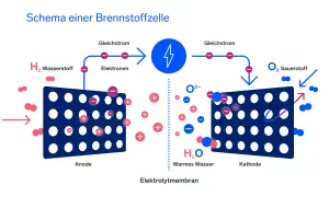 Schema einer Brennstoffzelle: Wasserstoff wird an der Anode in Elektronen und Protonen aufgespalten. Die Nachteile der Brennstoffzelle sind u.a. die Kosten.