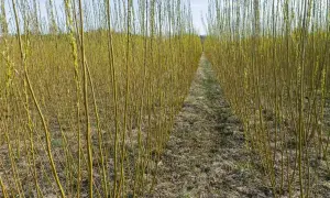 Rzędy młodych pędów wierzby energetycznej, gotowe do uprawy.