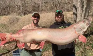 Zwei Angler halten stolz einen riesigen musky fisch. Der Fisch ist lang und hat rote Flossen.