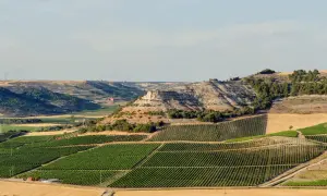 Paisaje de viñedos en terrazas y colinas secas, ideal para descubrir qué ver en Ribera del Duero.