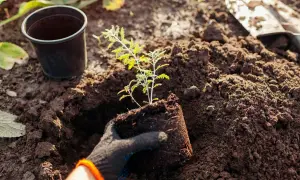 Sadzenie perowskii: ręka w rękawiczce wyjmuje sadzonkę z doniczki, przygotowując ją do umieszczenia w ziemi. Kluczowe jest odpowiednie rozmieszczenie roślin, by perowskia jak gęsto sadzić, zapewniając jej przestrzeń do wzrostu.