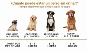 Un cachorro de 4 meses puede aguantar 1 hora por mes de vida. La imagen muestra perros de distintas edades y cuánto tiempo pueden estar sin orinar.
