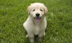 Un adorable cachorro golden retriever, con su lengua afuera, sentado en el césped. ¡Un momento tierno antes de que un perro deje de ser cachorro!