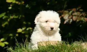 Uroczy szczeniak coton de tulear siedzi w trawie, z zaciekawieniem spoglądając przed siebie.