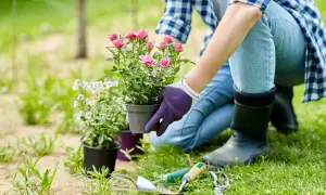 Gartenpflege-Tipps: Eine Person in Jeans und Gummistiefeln pflanzt eine Rose. Gartengeräte liegen bereit.