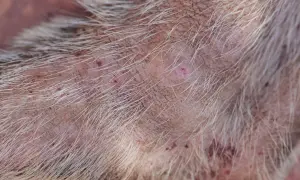 Close-up of a dog's skin showing numerous red, irritated bug bites and some scabs. The fur is light-colored and sparse in the affected areas.
