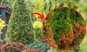 Zdrowa tuja obok tej z brązowymi, uschniętymi gałązkami. Widać wyraźnie objawy chorób tui, które mogą dotknąć całe drzewko.