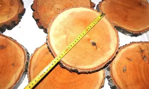 Kilka przekrojów drewna, każdy krążek drewna z widocznymi słojami i korą. Miarka pokazuje średnicę jednego z krążków.