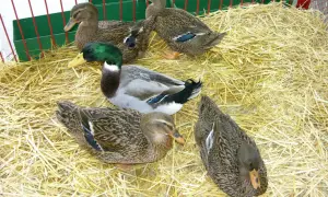Cztery kaczki, w tym jedna z zieloną głową, odpoczywają na słomie. To piękna kaczka rasy krzyżówka.