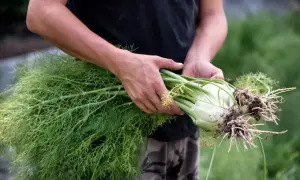 Ręce trzymają świeżo wykopany koper włoski z nasionami i korzeniami.