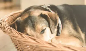 Ein Hund schläft tief und fest in einem Körbchen, umgeben von beruhigender Entspannungsmusik.