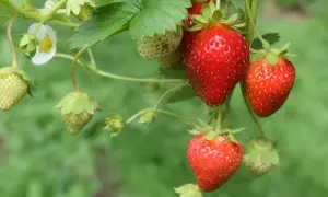 Do kiedy sezon na truskawki? Sprawdź, by nie przegapić zbiorów