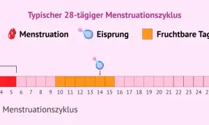 Ein typischer 28-Tage-Zyklus zeigt Menstruation, Eisprung und fruchtbare Tage. Die fruchtbaren Tage beginnen etwa 5 Tage vor dem Eisprung und enden 1-2 Tage danach.