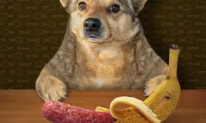 Ein süßer Hund schaut neugierig auf eine Wurst und eine Banane. Er fragt sich wohl, ob er die Banane probieren darf.