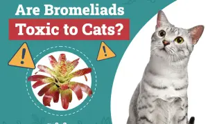 A curious cat looks up at a colorful bromeliad, with text asking "Are Bromeliads Toxic to Cats?".