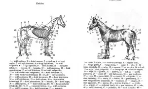 Anatomia konia: ile kolan ma koń? Ilustracja pokazuje szkielet i części ciała konia z numerowanymi elementami.