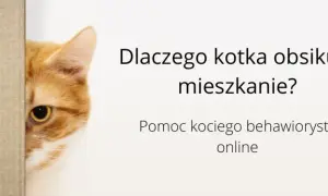 Dlaczego kotka obsikuje mieszkanie? Oto najczęstsze przyczyny